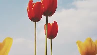 春天的郁金香春暖花开的植物视频的预览图